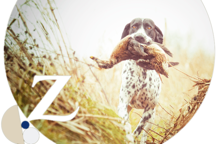 perro de caza con pato en la boca