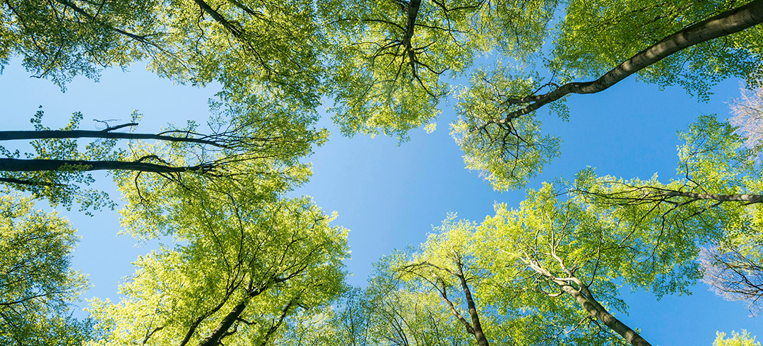 Vista hacia arriba de árboles con el cielo